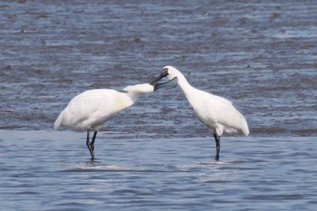 クロツラヘラサギ 葛西臨海公園 2024年4月14日(日)