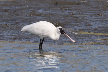 Black-faced Spoonbill Kasai Rinkai Park Sun, 4/14/2024