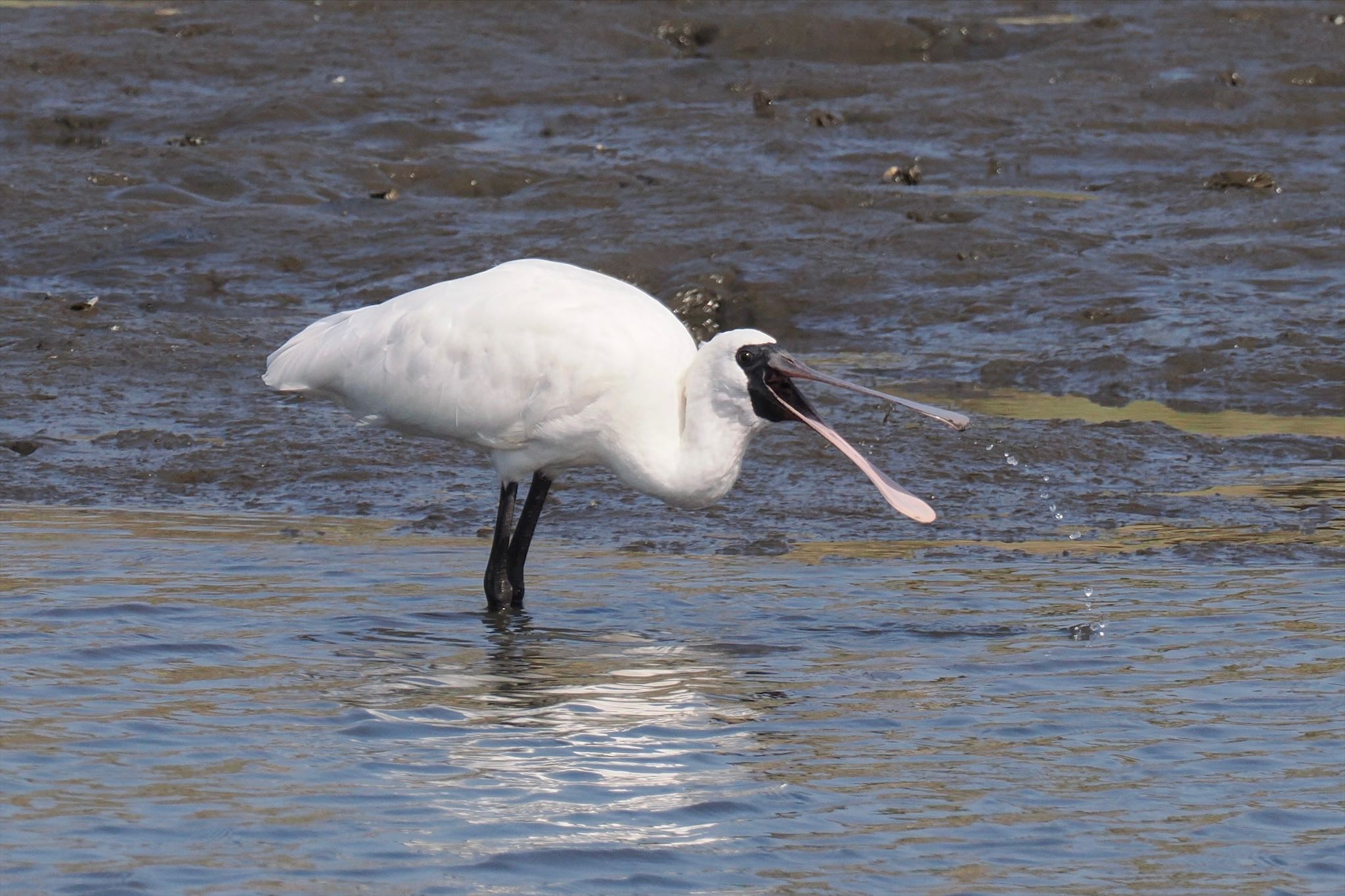 葛西臨海公園 クロツラヘラサギの写真