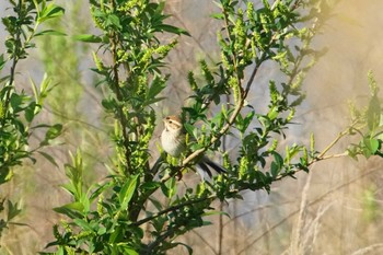 Common Reed Bunting 酒匂川河口 Wed, 4/10/2024