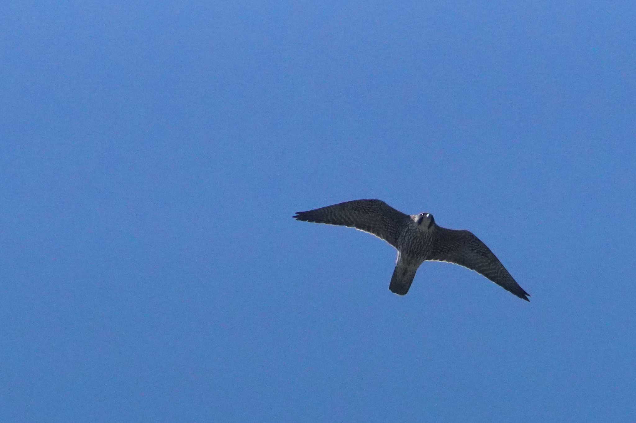 Photo of Peregrine Falcon at 酒匂川河口 by bea