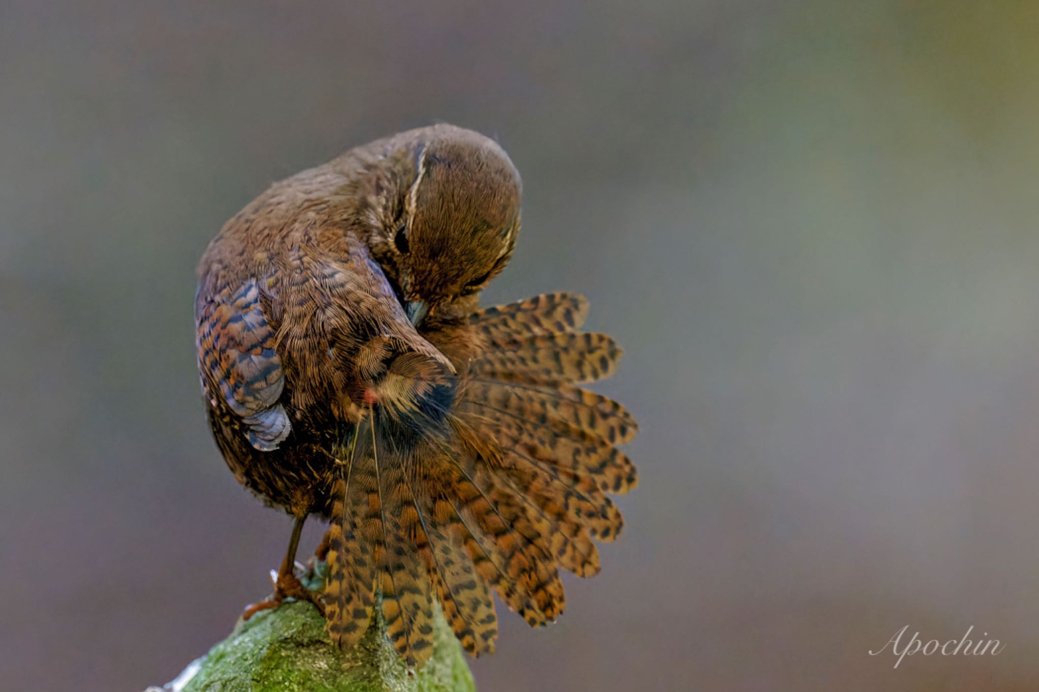 Eurasian Wren