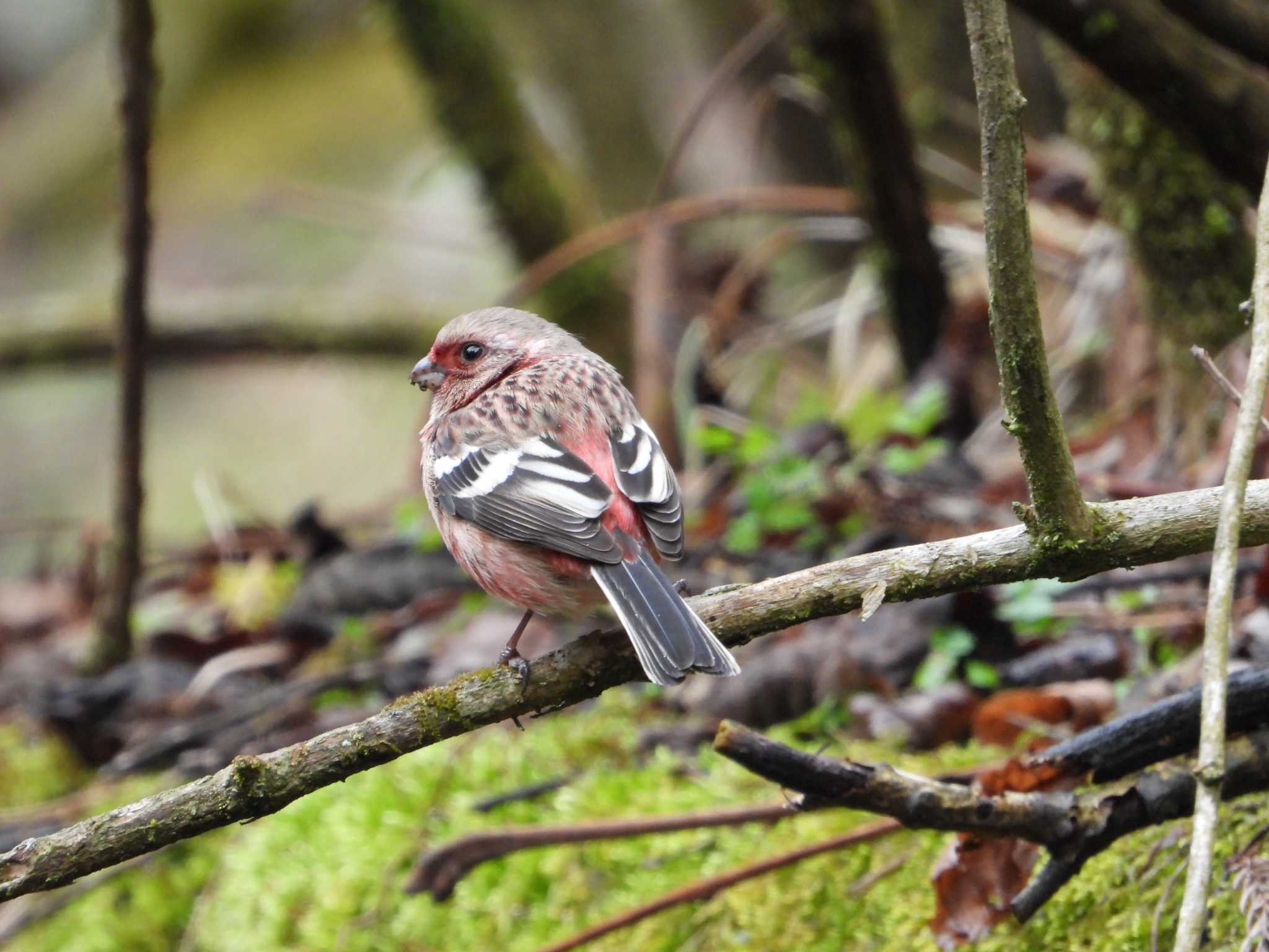 Siberian Long-tailed Rosefinch