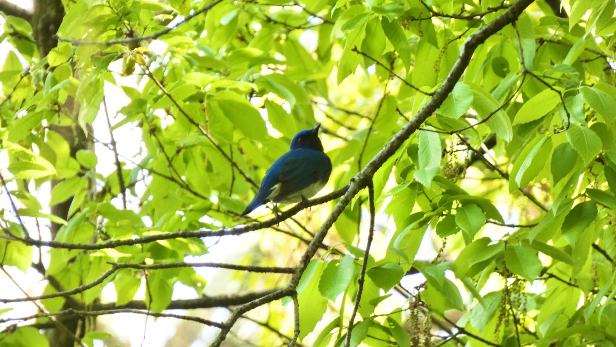 Blue-and-white Flycatcher