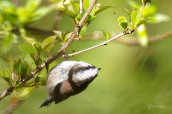 Long-tailed Tit 日向渓谷 Sun, 4/14/2024