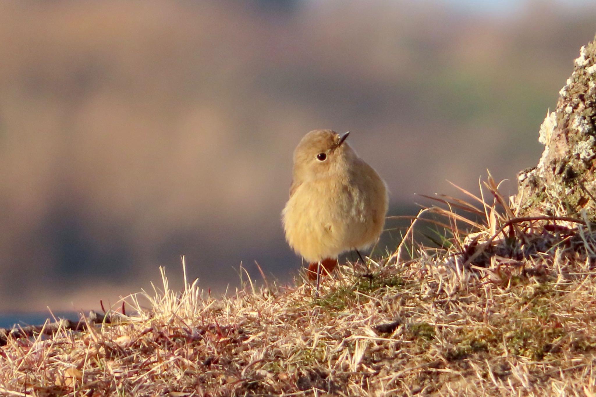 Photo of Daurian Redstart at Watarase Yusuichi (Wetland) by たけぽん