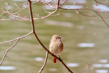 ジョウビタキ 井頭公園 2022年2月12日(土)