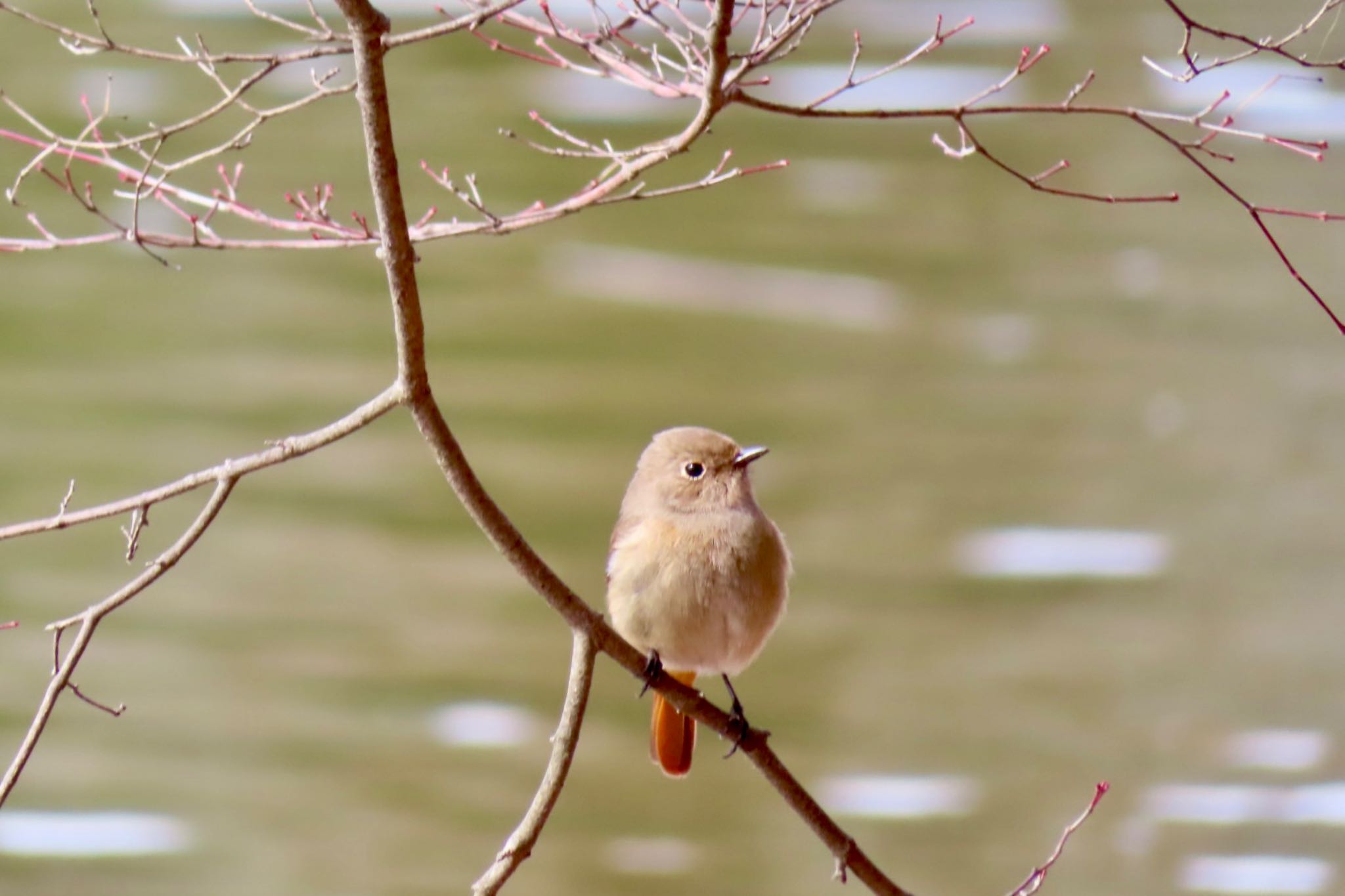 Photo of Daurian Redstart at 井頭公園 by たけぽん