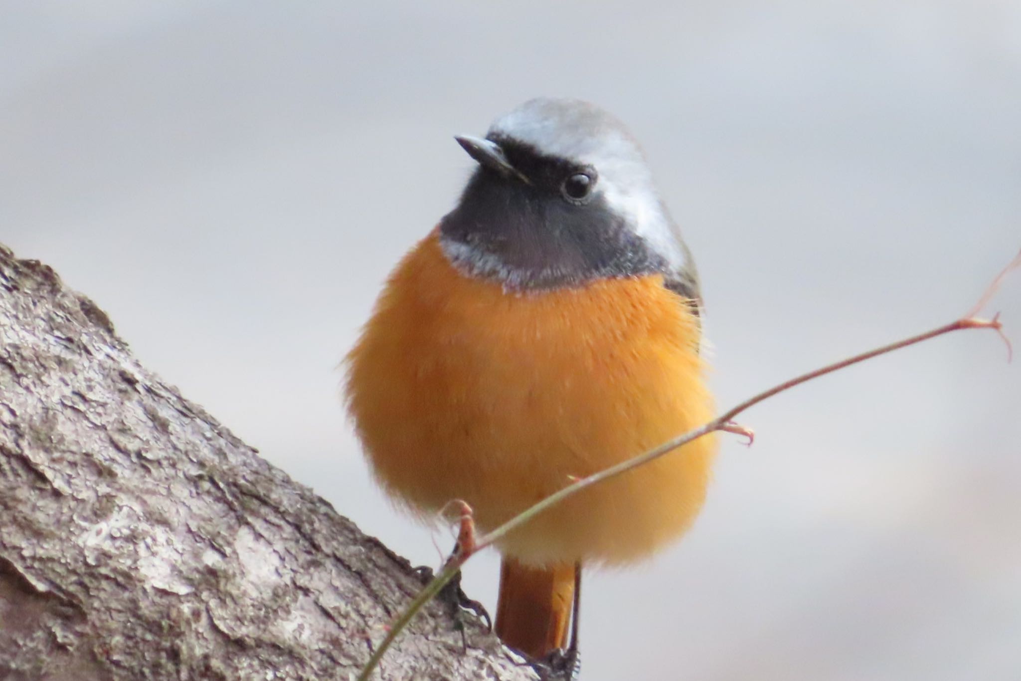 Photo of Daurian Redstart at 栃木県　みかも山 by たけぽん