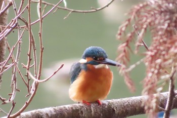 Common Kingfisher 井頭公園 Sun, 1/30/2022