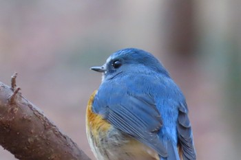 Red-flanked Bluetail 栃木県　みかも山 Sat, 2/3/2024