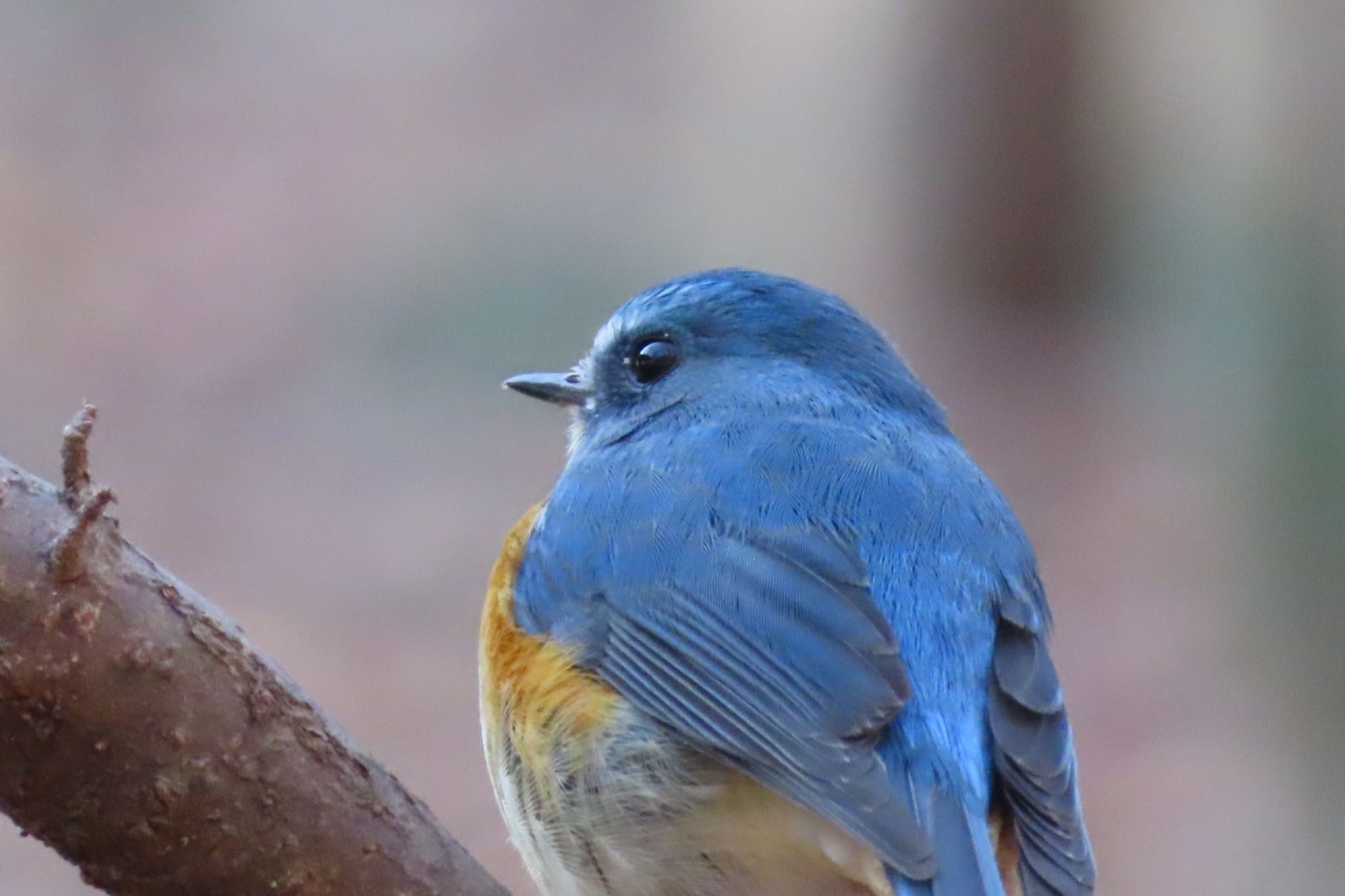 Photo of Red-flanked Bluetail at 栃木県　みかも山 by たけぽん