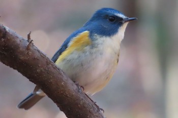 Red-flanked Bluetail 栃木県　みかも山 Sat, 2/3/2024