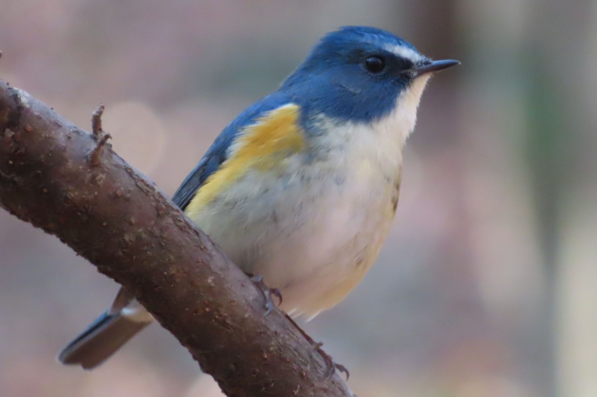 Photo of Red-flanked Bluetail at 栃木県　みかも山 by たけぽん