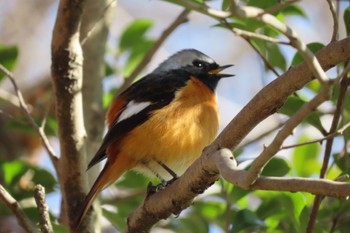 Daurian Redstart 栃木県　みかも山 Sat, 2/3/2024