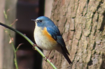 Red-flanked Bluetail 栃木県　みかも山 Sat, 2/3/2024