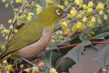 Warbling White-eye Inokashira Park Fri, 2/2/2024