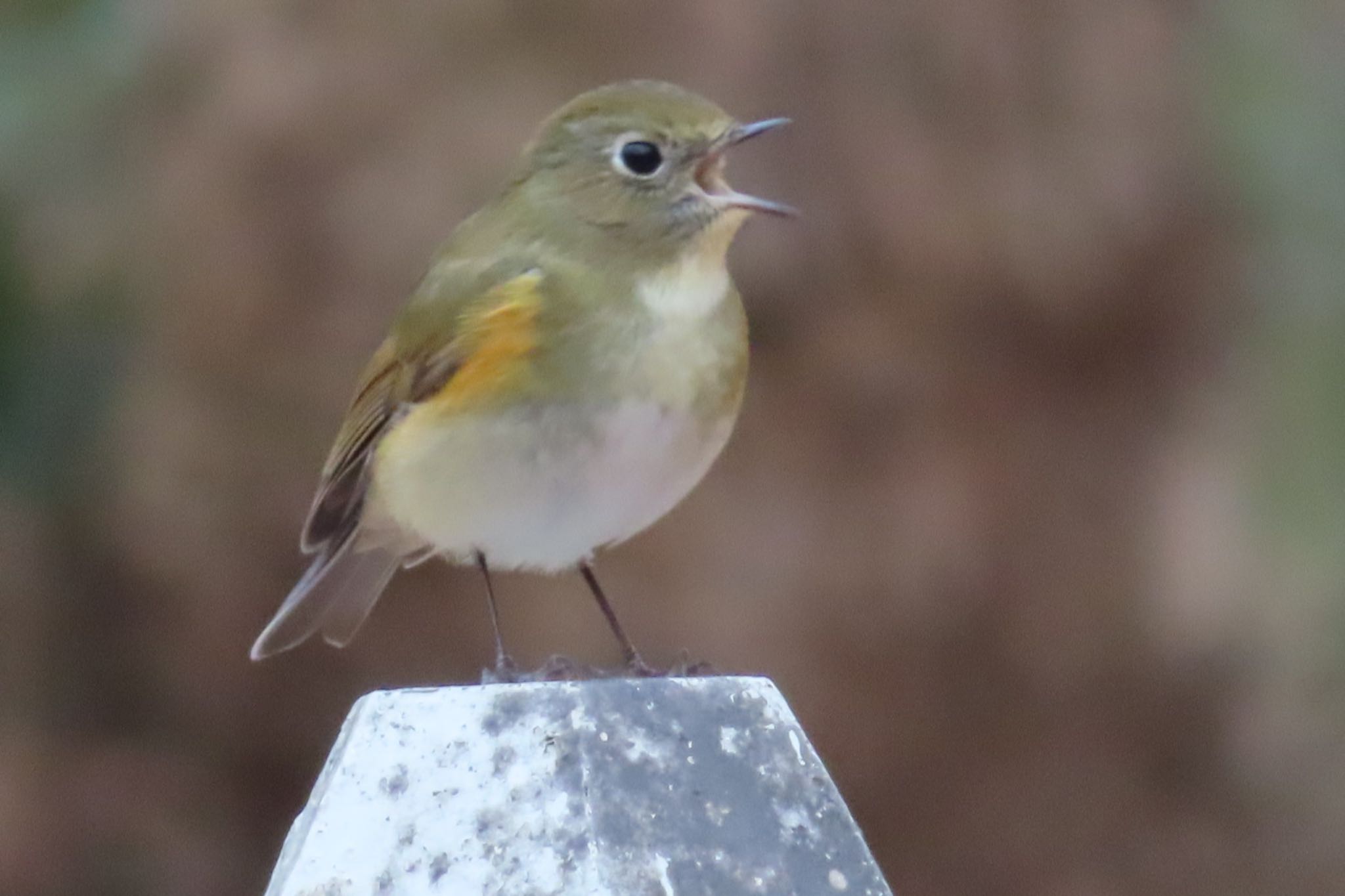 Photo of Red-flanked Bluetail at 井頭公園 by たけぽん