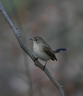 オジロビタキ 舞岡公園 2018年12月27日(木)