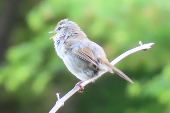 Japanese Bush Warbler Watarase Yusuichi (Wetland) Tue, 5/2/2023