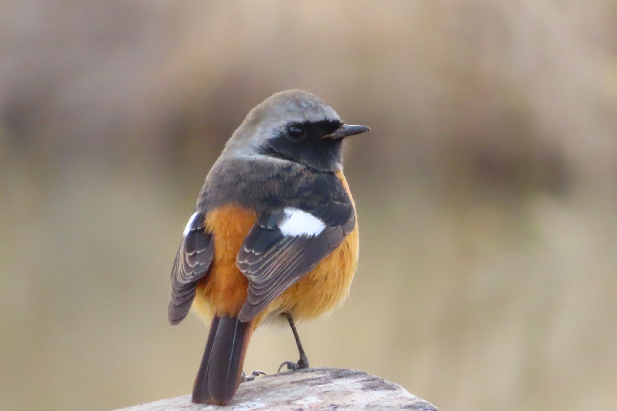 Photo of Daurian Redstart at 古河公方公園 by たけぽん