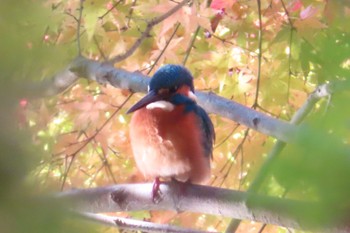 カワセミ 井頭公園 2022年11月19日(土)