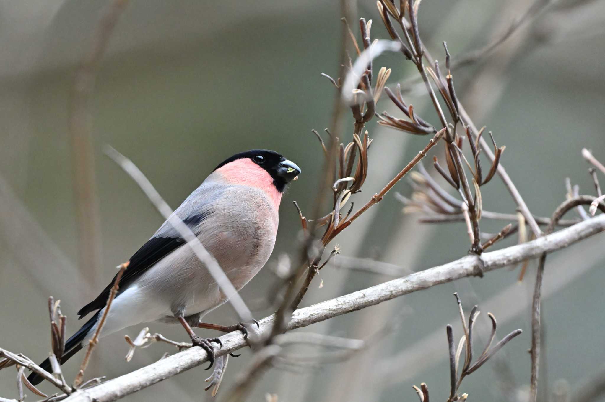 Photo of Eurasian Bullfinch at 相模原市 by がぶたん