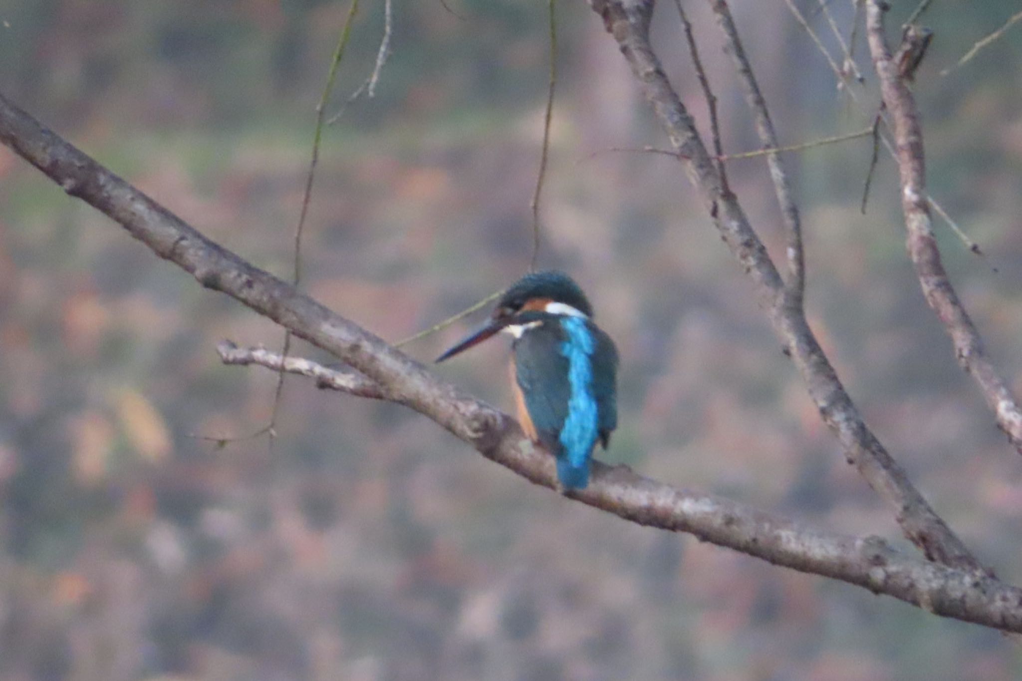 Photo of Common Kingfisher at 古河公方公園 by たけぽん