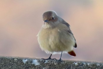 Daurian Redstart Watarase Yusuichi (Wetland) Sat, 1/8/2022