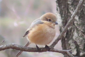 Bull-headed Shrike 栃木県　みかも山 Sun, 1/23/2022