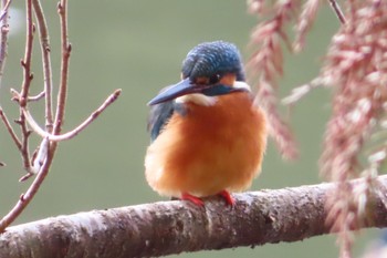 Common Kingfisher 井頭公園 Sun, 1/30/2022