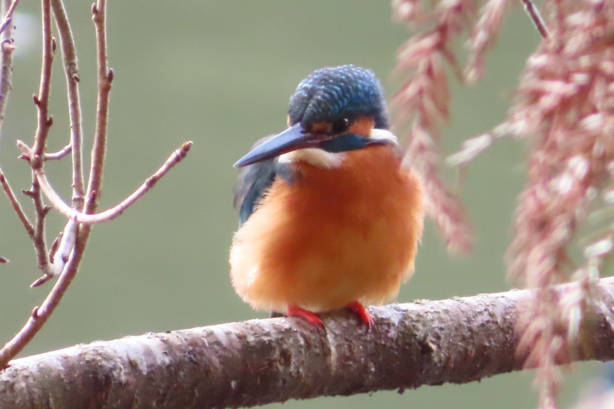 Photo of Common Kingfisher at 井頭公園 by たけぽん