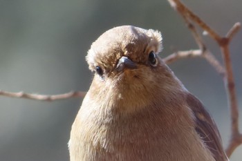 Daurian Redstart 井頭公園 Wed, 2/23/2022