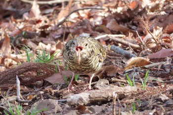 White's Thrush 栃木県　みかも山 Sun, 3/20/2022