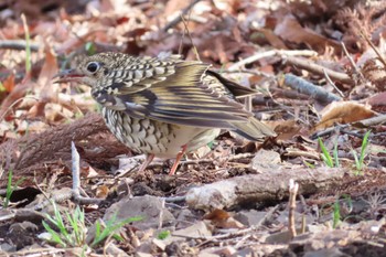 White's Thrush 栃木県　みかも山 Sun, 3/20/2022