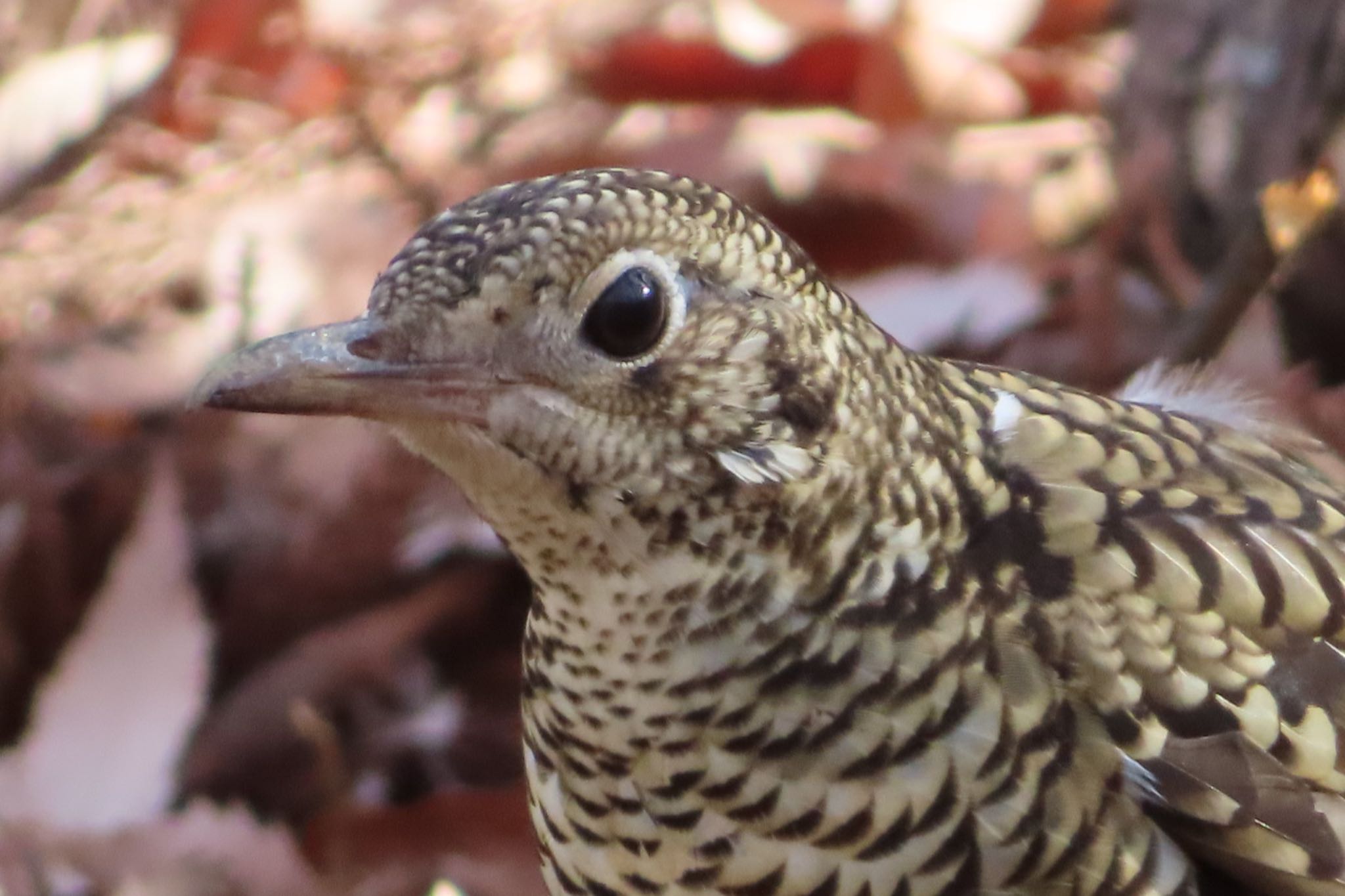 Photo of White's Thrush at 栃木県　みかも山 by たけぽん