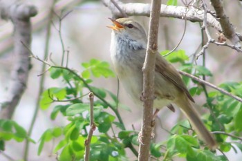 Japanese Bush Warbler Watarase Yusuichi (Wetland) Sat, 4/2/2022