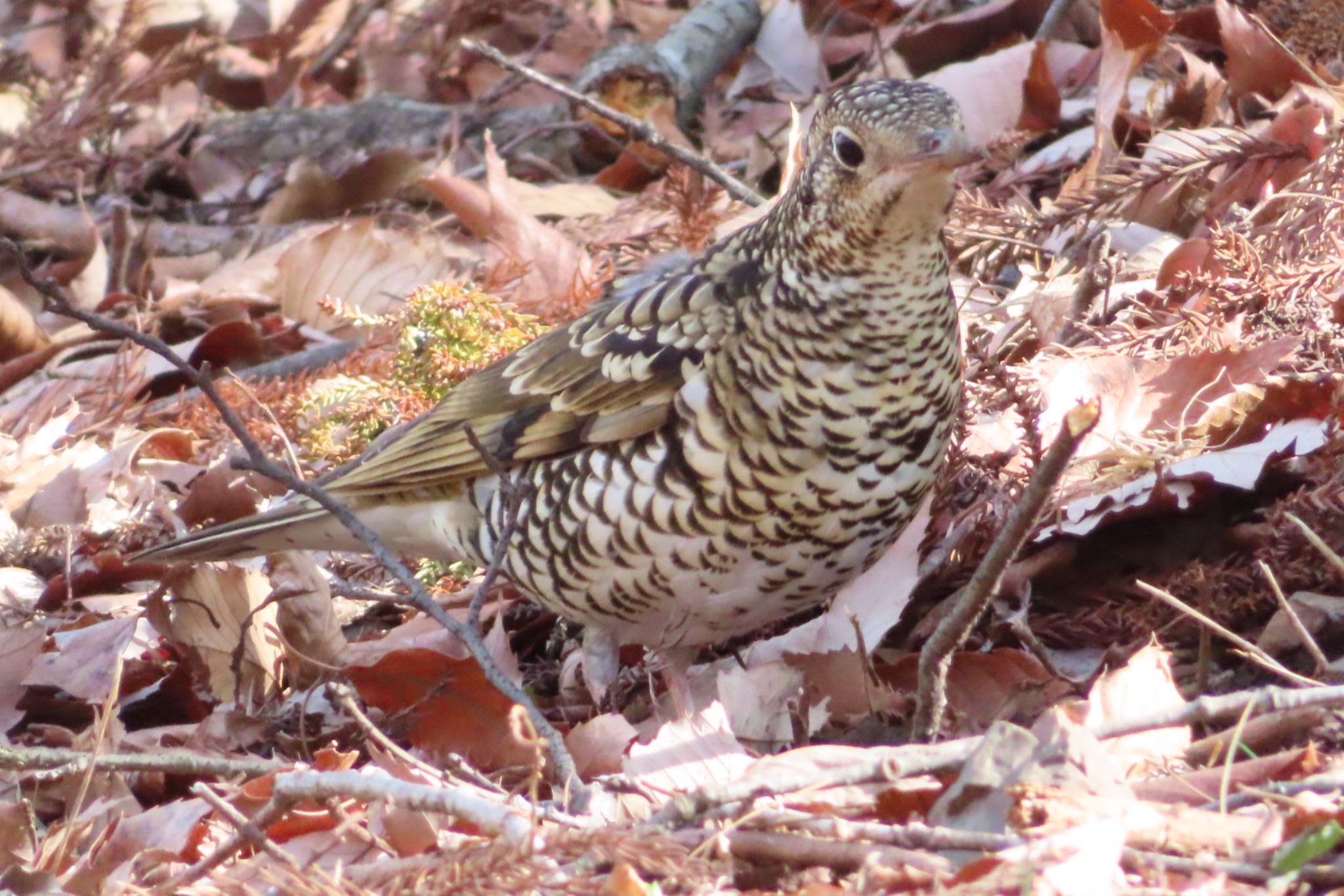 Photo of White's Thrush at 栃木県　みかも山 by たけぽん