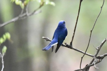 Blue-and-white Flycatcher Hayatogawa Forest Road Thu, 4/18/2024