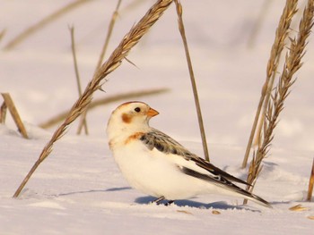 Snow Bunting 鵡川河口 Sun, 1/28/2024