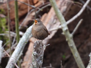 Eurasian Wren 栃木県民の森 Sun, 4/14/2024