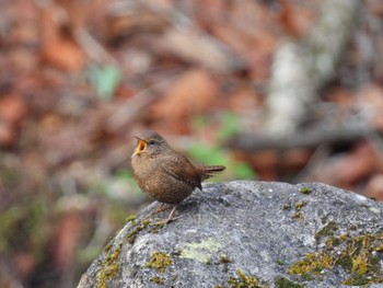 Eurasian Wren 栃木県民の森 Sun, 4/14/2024