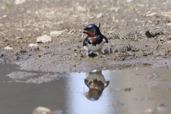 ツバメ 多摩川 2024年4月2日(火)