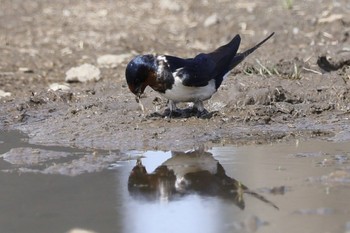 ツバメ 多摩川 2024年4月2日(火)