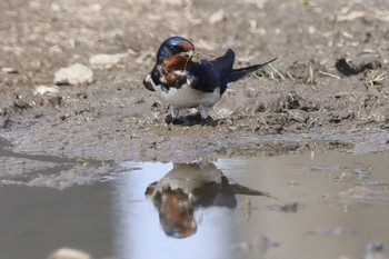 ツバメ 多摩川 2024年4月2日(火)