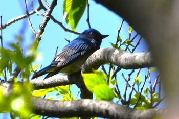 Blue-and-white Flycatcher Akigase Park Fri, 4/19/2024