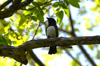 オオルリ 秋ヶ瀬公園 2024年4月19日(金)