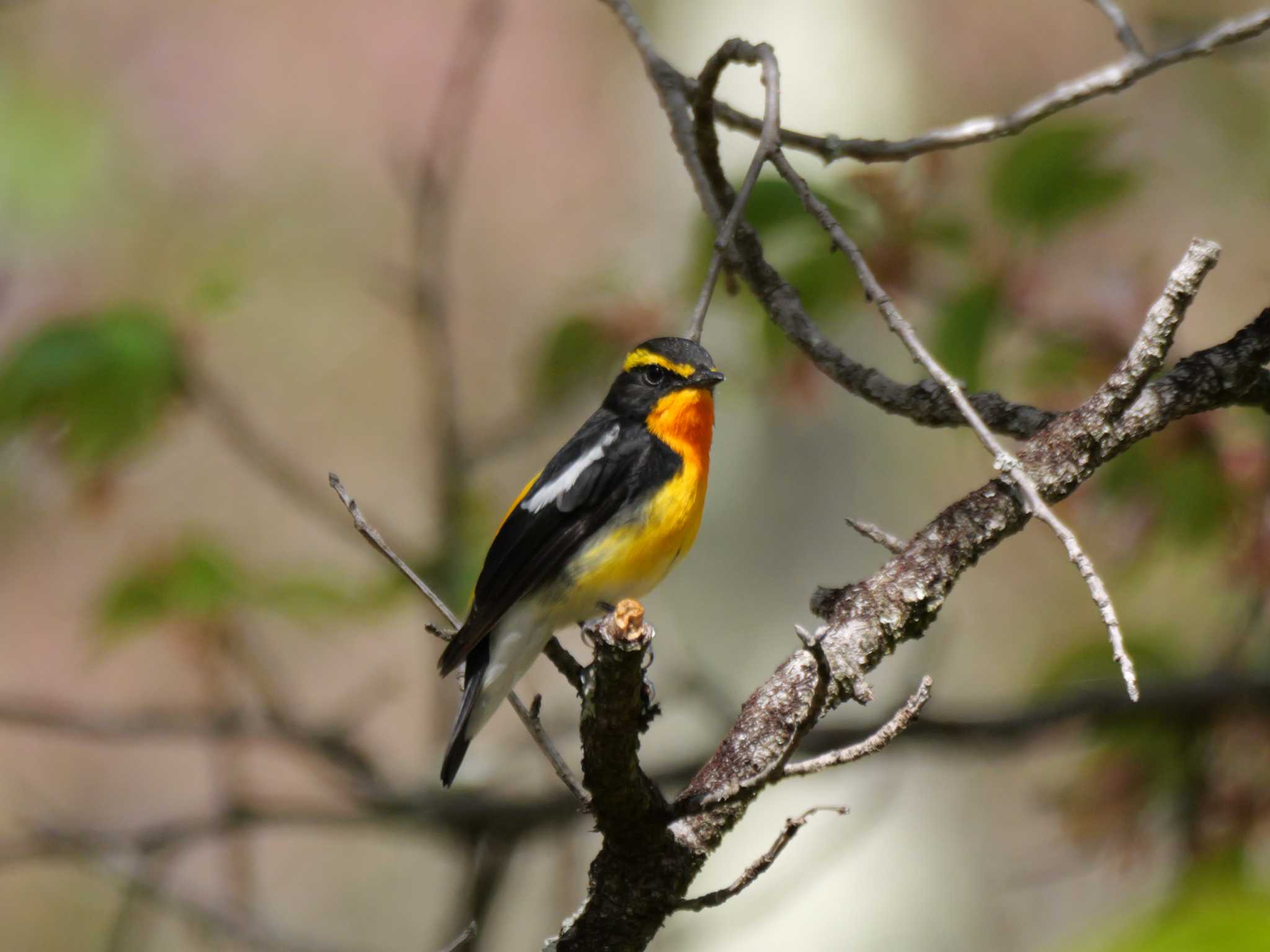 Photo of Narcissus Flycatcher at 秩父 by little birds