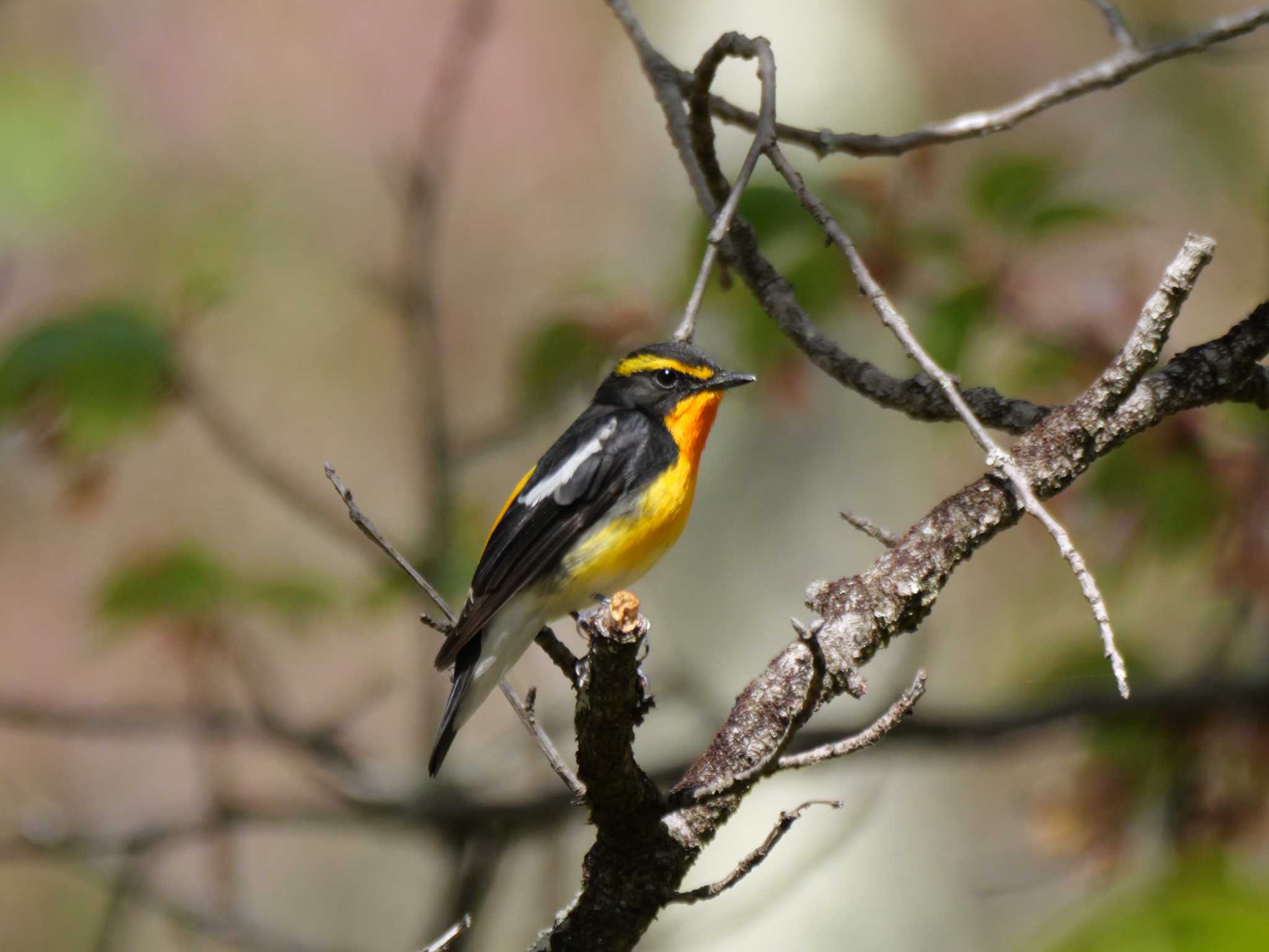 Photo of Narcissus Flycatcher at 秩父 by little birds