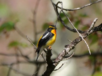 Narcissus Flycatcher 秩父 Fri, 4/19/2024